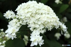 紫陽花