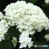 紫陽花