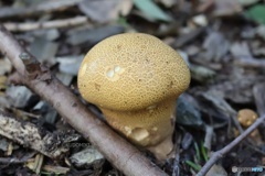 茸