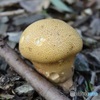茸