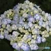 お多福紫陽花