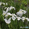 白い花菖蒲