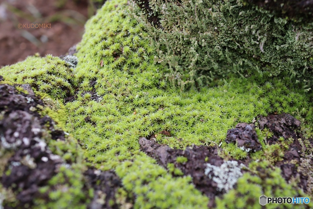苔の風景