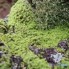 苔の風景