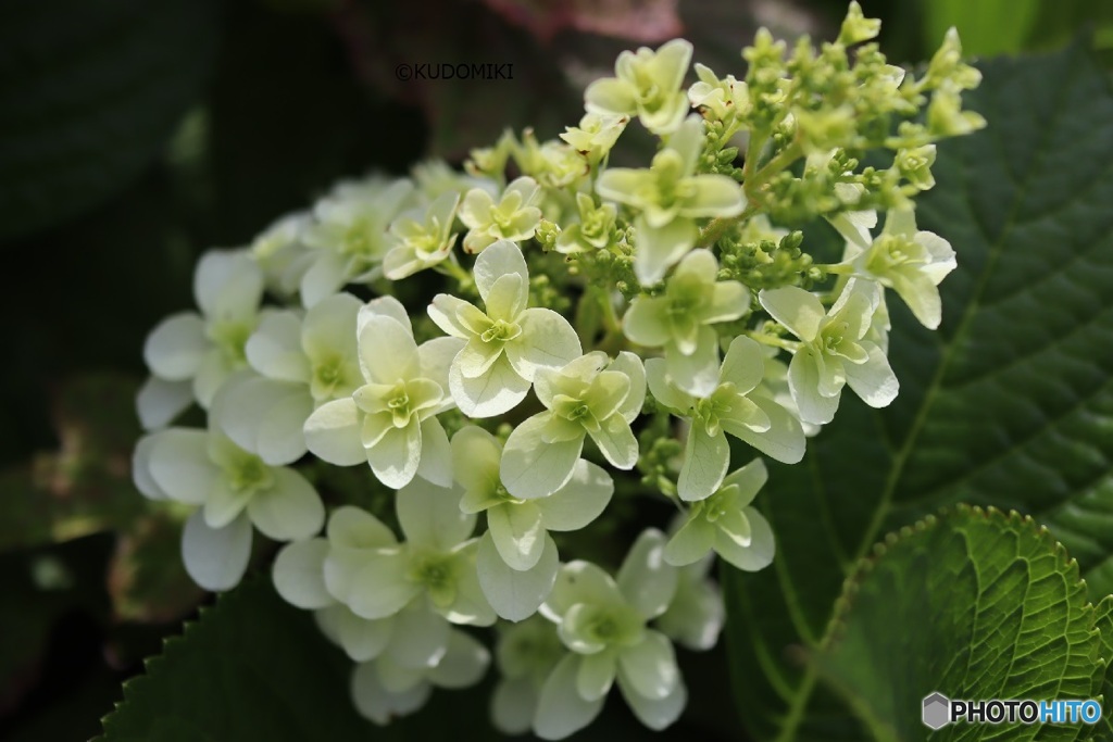 柏葉紫陽花