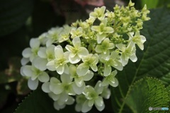 柏葉紫陽花