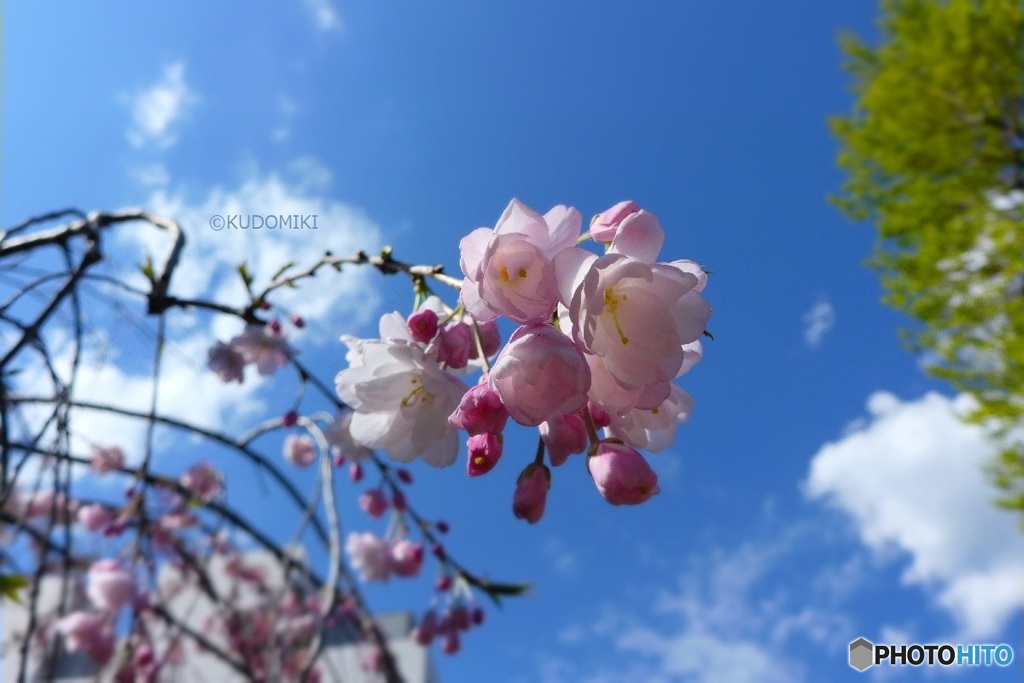 枝先の枝垂れ桜