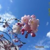枝先の枝垂れ桜