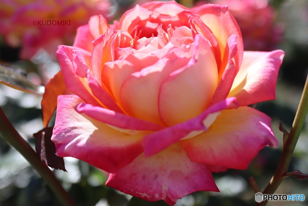 まぶしい秋薔薇