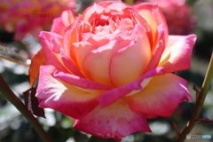 まぶしい秋薔薇