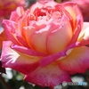 まぶしい秋薔薇