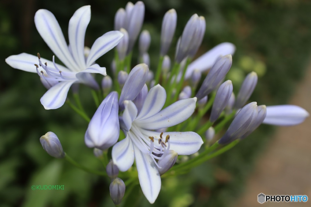 咲き始めが好き