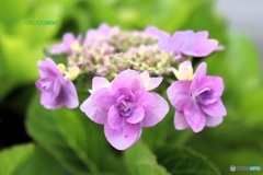 八重額紫陽花