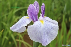 花菖蒲