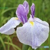 花菖蒲