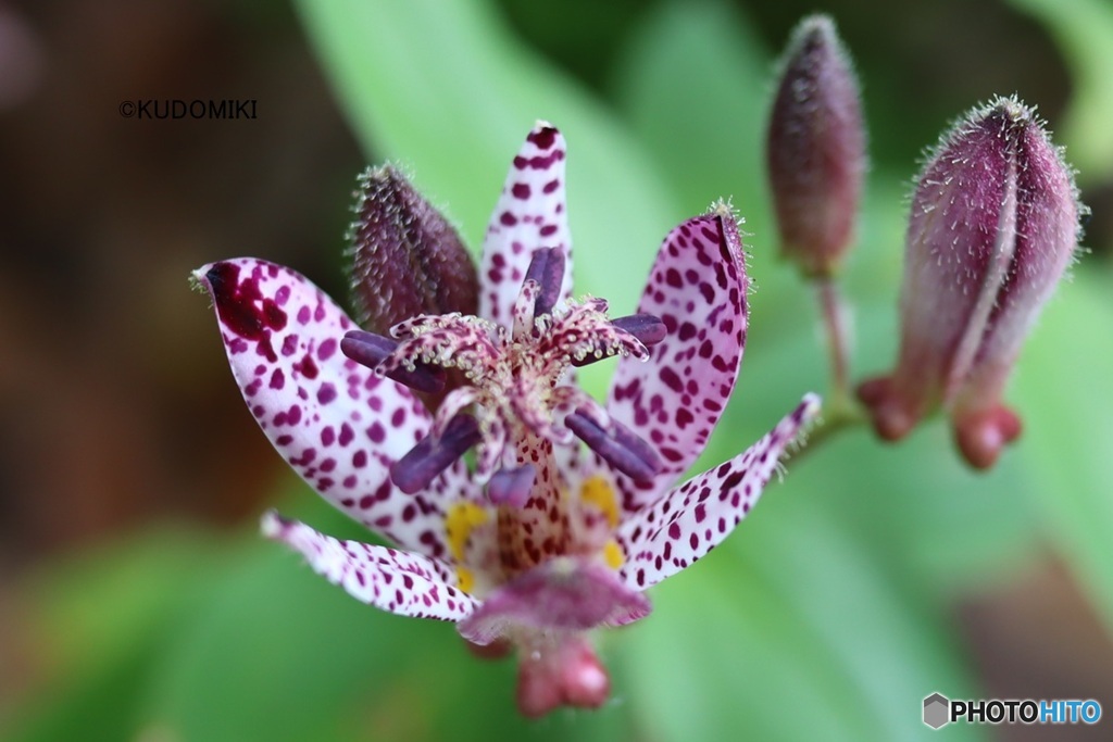 ホトトギスの花