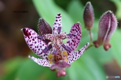 ホトトギスの花