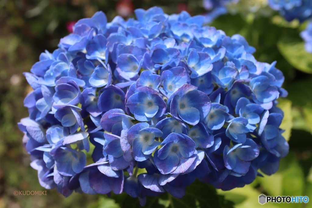 日向の紫陽花