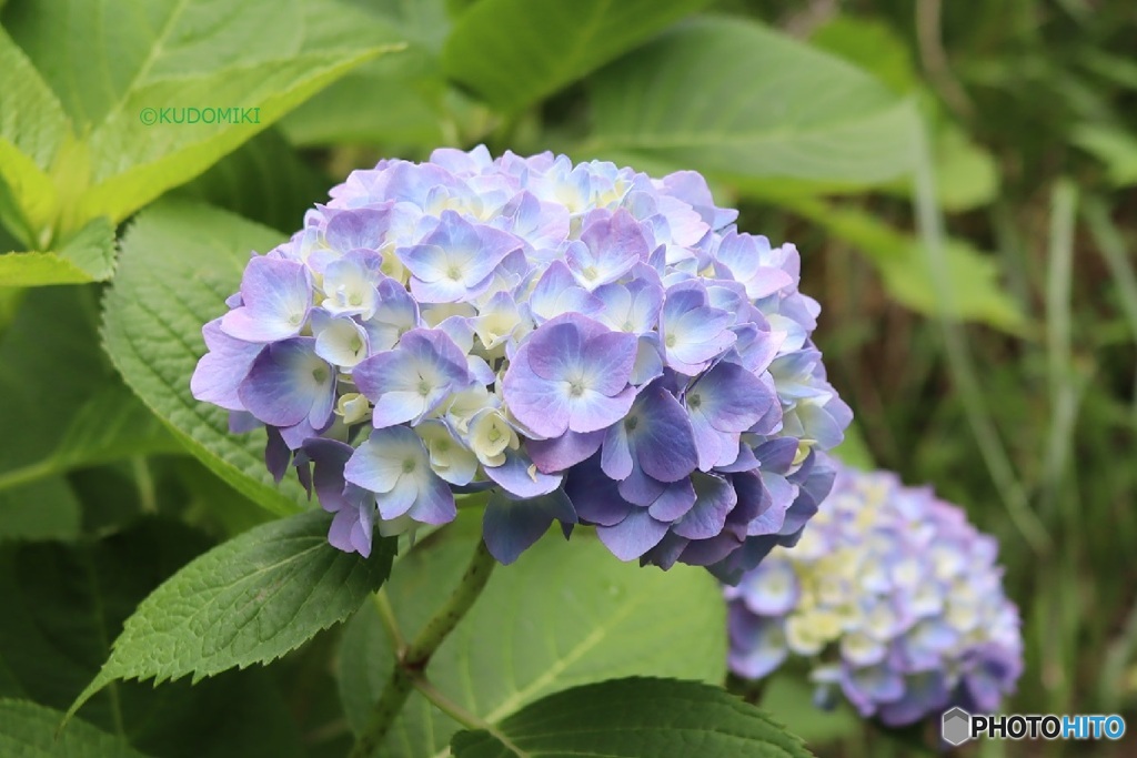 紫陽花