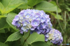 紫陽花