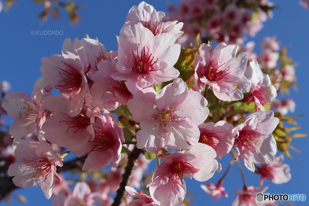 他より先に咲く桜
