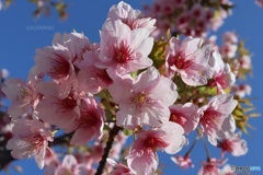 他より先に咲く桜