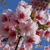 他より先に咲く桜