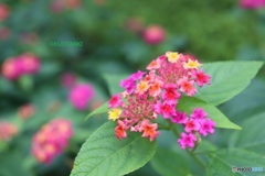 カラフルなランタナ