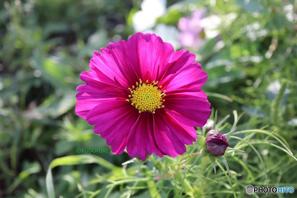 花弁は何枚だっけ？
