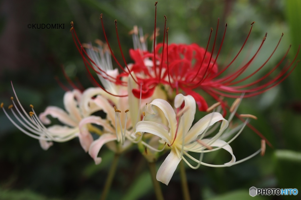 紅白の彼岸花