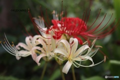 紅白の彼岸花
