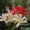 紅白の彼岸花