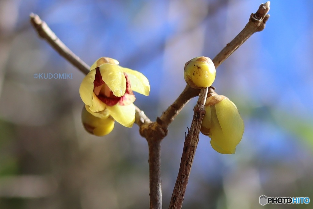 ロウバイの原種