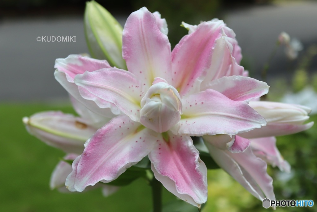 カフェの花壇で