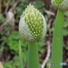 ネギも春に咲く