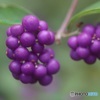 小紫式部