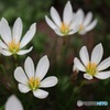 彼岸花が終わっても