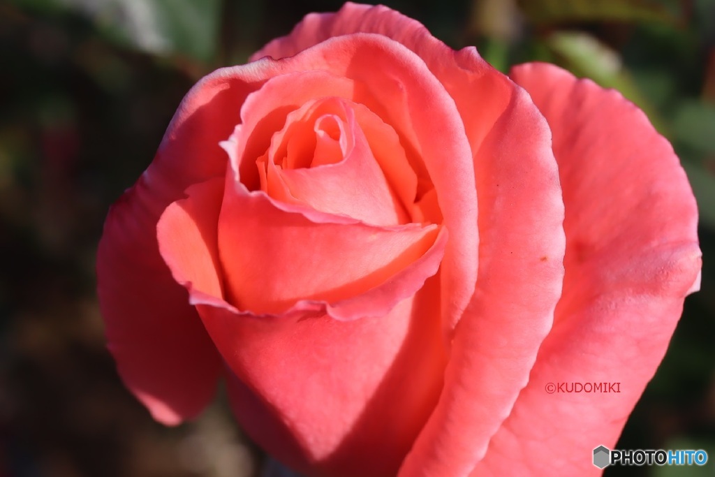 冬の薔薇