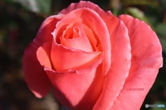 冬の薔薇