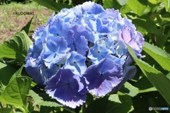 紫陽花