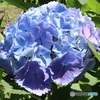 紫陽花