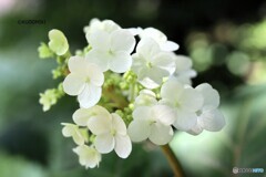 小さめ少なめがいい感じ