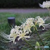 毎年小さな公園で