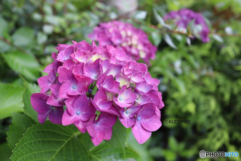 緑道の紫陽花