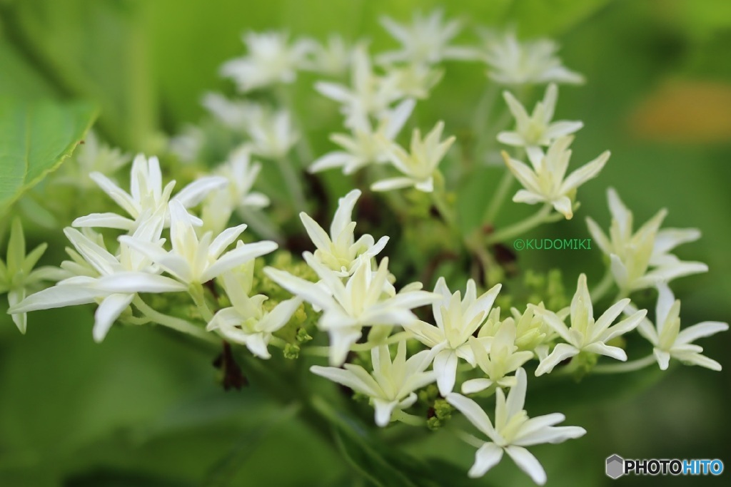 ある植物園の紫陽花