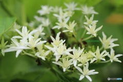 ある植物園の紫陽花
