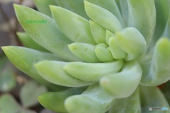 多肉植物の葉