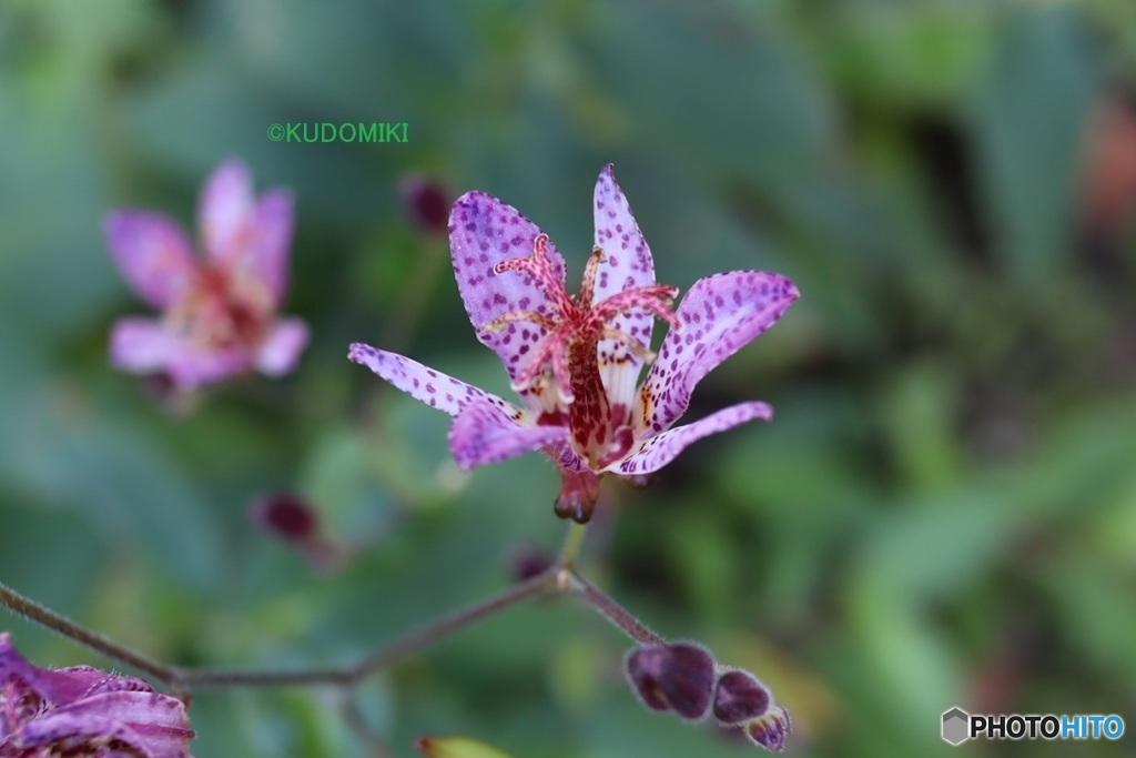 ホトトギスの花