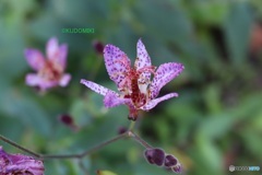 ホトトギスの花