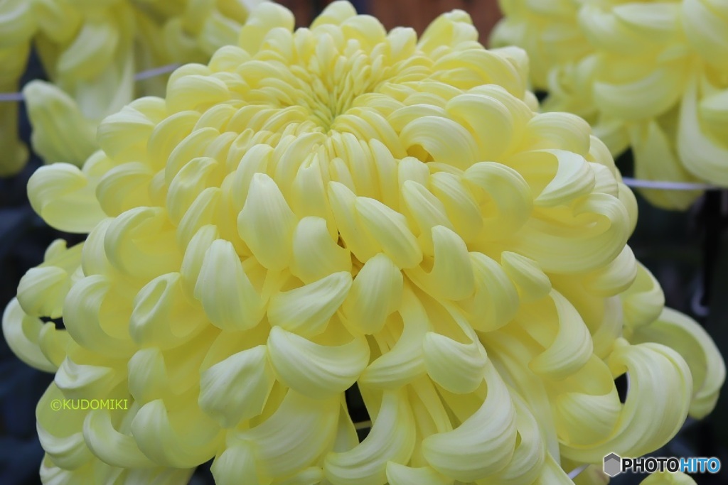 菊花展